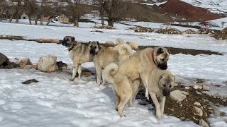 AZAP AZATI HAŞLAMIŞ AZATI YERİNDEN KALDIRAMADIM GELDİ YİNE AZAPA MUSALLAT OLDU [upl. by Aihsenat]