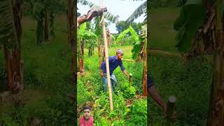 Banana harvest scenery ep336 shortsfeed shortvideo bangladesh banana harvest scenery [upl. by Pollitt598]