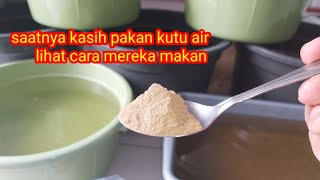 yuk buktikan‼ pakan ini paling efektif untuk ternak kutu air di dalam ruangan [upl. by Yesllek]