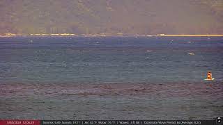 Spot Wild Dolphins on the North Shore of Oahu Hawaii [upl. by Cato]