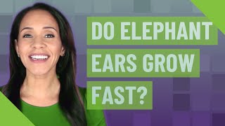 Do elephant ears grow fast [upl. by Assirod]