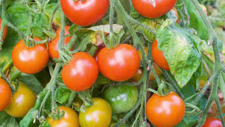 Saving Tomato Seeds How to Prepare and Store Seeds from Your Tomato Plants [upl. by Rimaa]