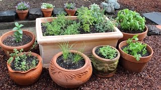 How to Plant a Culinary Herb Garden DIY Kitchen Garden [upl. by Devlin]