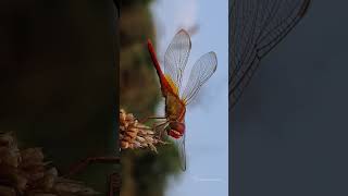 Crocothemis servilia Scarlet Skimmer Dragonfly insects nature youtubeshorts photography love [upl. by Semreh]