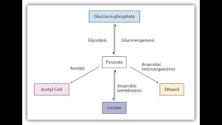 Fate of pyruvate after glycolysis [upl. by Yob637]