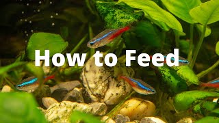 How to Feed Neon Tetra – 3 step to feed your Neon Tetra [upl. by Ahsele832]