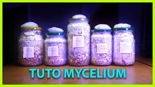 🍄 Comment FABRIQUER son MYCÉLIUM sur grain   Tuto [upl. by Peisch122]