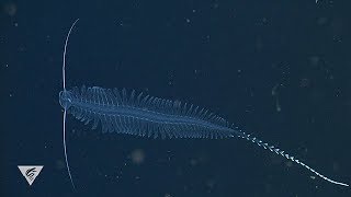 Tomopteris are gelatinous worms that swim in the deep ocean [upl. by Wilmott]