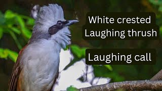 white crested laughing thrush amazing laughing call sound [upl. by Eelnodnarb]