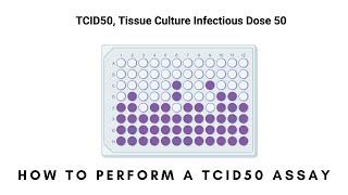 How to Perform a TCID50 Assay [upl. by Inafets]