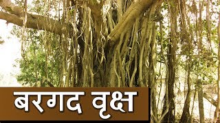 Bargad Ka Vriksh  Banyan Tree Significance  Kamlesh Upadhyay [upl. by Zebadiah]