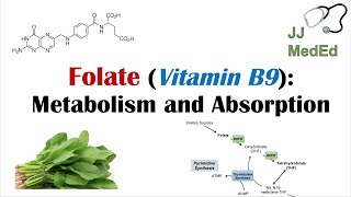 Folate Vitamin B9 Why we need it dietary sources and how we absorb and metabolize it [upl. by Namwen]