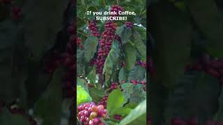 Coffee Plantation  Agri Farming [upl. by Homerus]