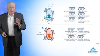 How Neurotransmitters Are Transported Psychotropic Transporters [upl. by Elfie]