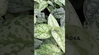 Scindapsus Silver Lady  OKANOKACOM  Selling Tropical Plants amp Houseplants [upl. by Nwavahs]