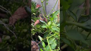 POBLANO PEPPERS GROWING AGAIN AFTER THE HEATWAVE POBLANOPEPPERS JENITASBFWELLWISHESGARDENING [upl. by Nylra655]