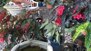 Begonia Garden Tour Part 3 [upl. by Ahseenak]