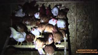 Chickens sleeping  How chickens roost at night [upl. by Reemas]