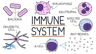 The immune system explained [upl. by Reffineg280]