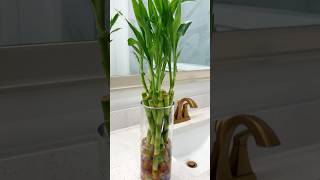 Water propagation lucky Bamboo care homedecor indoorplants happiness showpiece gardening diy [upl. by Muldon426]