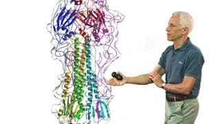 Stephen Harrison Harvard Part 2 Viral membrane fusion [upl. by Corbett]