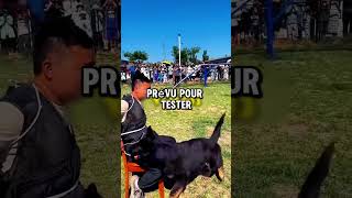 Le Chien le plus Intelligent du Monde  😱👀 [upl. by Bowie]