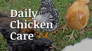 Daily Chicken Care Documentary [upl. by Natala]