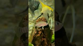 World’s Smallest Dwarf Cichlid  Perfect for Aquariums [upl. by Ordnagela]