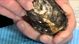 How to open Pacific Oysters  105 [upl. by Kaenel]