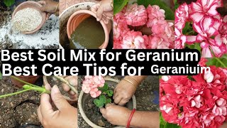 How to Grow Geraniums from Cuttings Rose Geranium Propagation fertilizing and Care tips in Nepali [upl. by Bertsche]