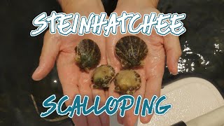 Steinhatchee Scallop season 2024 FULL HOWTO GUIDE [upl. by Delbert]