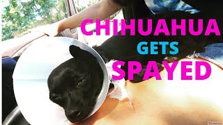 CHIHUAHUA GETS SPAYED VLOG amp DAY 1 RECOVERY  Meggie Vasquez [upl. by Arrakat764]