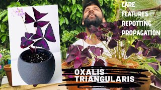 Butterflyplant  Oxalis triangularis how to care repot in Malayalamby Jishnu purpleshamrock [upl. by Esahc]