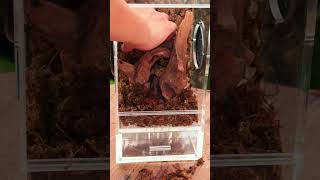 Micro landscape insects terrarium diy tutorial moss，Davallia trichomanoidesfittonia [upl. by Quenby]