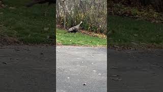 Wild turkey Minnesota ￼ [upl. by Palmer]