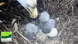 Duke Farms Eagles 🐥🐥 Meet Eaglet 2  Mom Feeds Both  What A Rainy Day 🐥🐥 20240302 [upl. by Nibot]