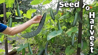 How to Grow Cucumbers Complete Growing Guide [upl. by Ahsimat403]