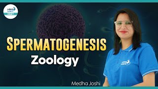 Spermatogenesis  Human Reproduction  Zoology  NEET2024  Infinity Learn NEET [upl. by Watkins73]