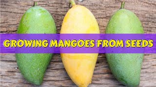 Growing Mangoes from Seeds  From Seed to Sapling in 35 days  Ataulfo Mango  Honey Mango [upl. by Karole]