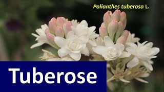 Good Agronomic Practices for growing Tuberose Polianthes tuberosa L [upl. by Gnilyam]