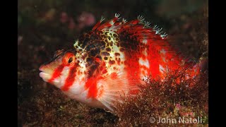 Dwarf Hawkfish  Cirrhitichthys falco [upl. by Dyan376]