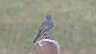 Black redstart zwarte roodstaart shaking his tail [upl. by Dino726]