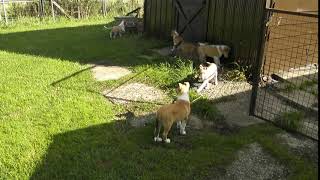 Moonshadows Smooth Collies Puppies born 2018 [upl. by Analos354]