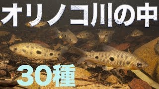 オリノコ川 の 水中 風景 多種多様 な 熱帯魚 が 混泳 コリドラス Orinoco [upl. by Reinertson]