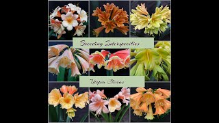 Breeding interspecific clivias at Utopia Clivias [upl. by Enitsirhc733]