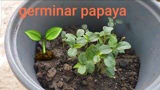 Como germinar semillas de papaya🌱 como sembrar papaya [upl. by Yahsal]