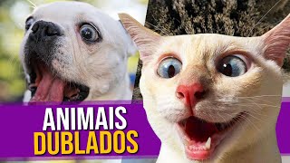 Animais Dublados Episódio 12 [upl. by Ahsaeit]