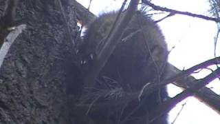 Fisher Cat in a tree in our backyard during daytime again [upl. by Itsirc]