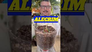 ALECRIM como cultivar e fazer mudas na garrafas pets temperos plantas orgânico jardim [upl. by Yzzik]