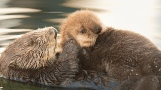 Sea Otter Orphan Gets Adopted [upl. by Maurizio]